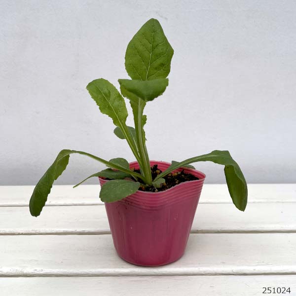 カンパニュラ：メイ　ピンク　3.5号ポット