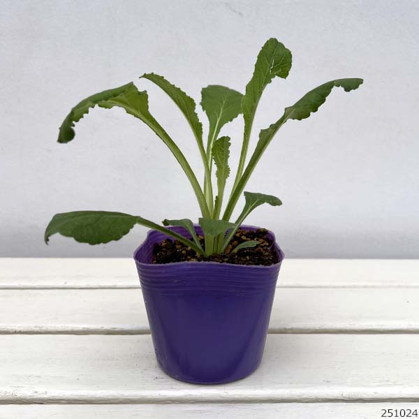 カンパニュラ：メイ　パープル　3.5号ポット