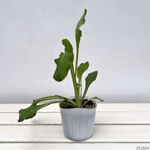 カンパニュラ：メイ　ホワイト　3.5号ポット