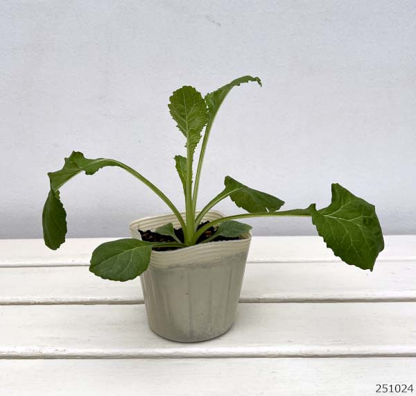 カンパニュラ：メイ　ブルー　3.5号ポット