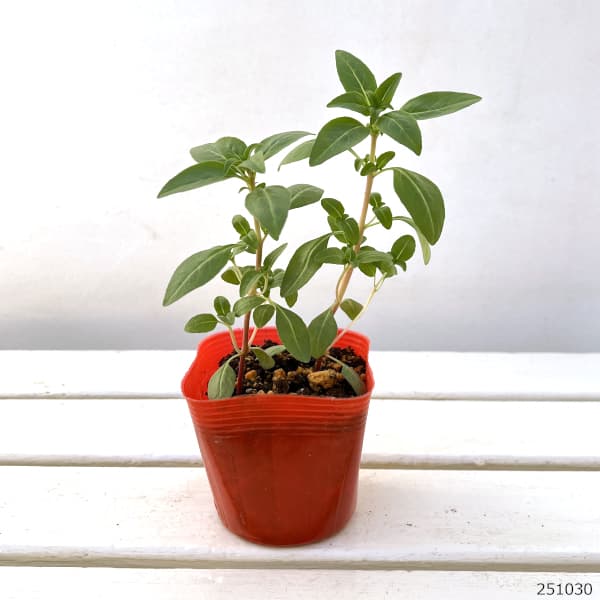 （わけあり特価）ゴデチャ：ジューン レッド3.5号ポット