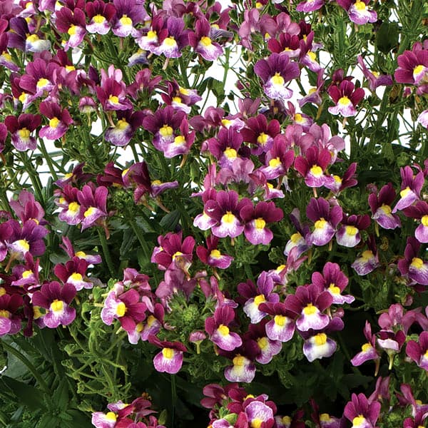 ネメシア：メノール　デュアルボルドー3-3.5号ポット 6株セット