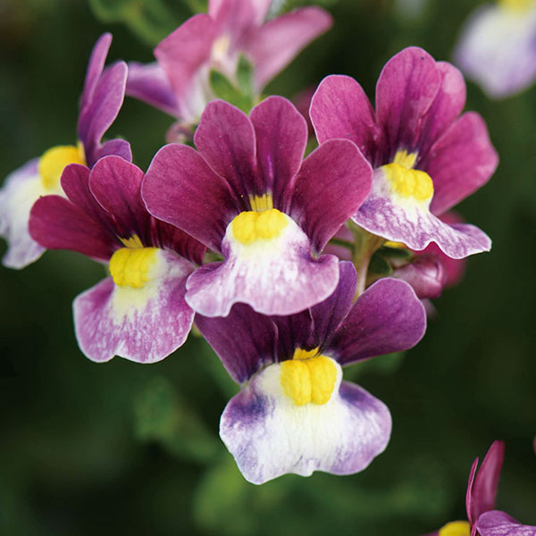 ネメシア：メノール　デュアルボルドー3-3.5号ポット 6株セット