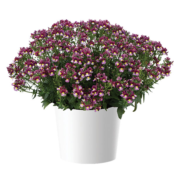 ネメシア：メノール　デュアルボルドー3-3.5号ポット 6株セット