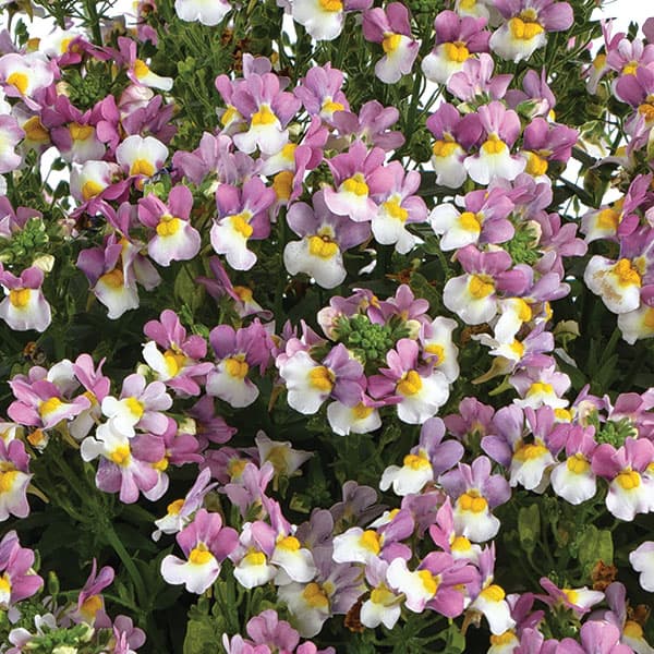 ネメシア：メノール　デュアルバイオレット3-3.5号ポット 6株セット