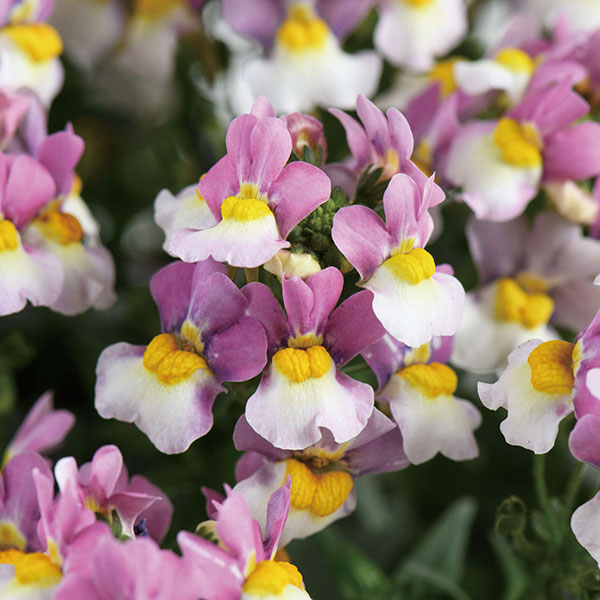 ネメシア：メノール　デュアルバイオレット3-3.5号ポット 6株セット