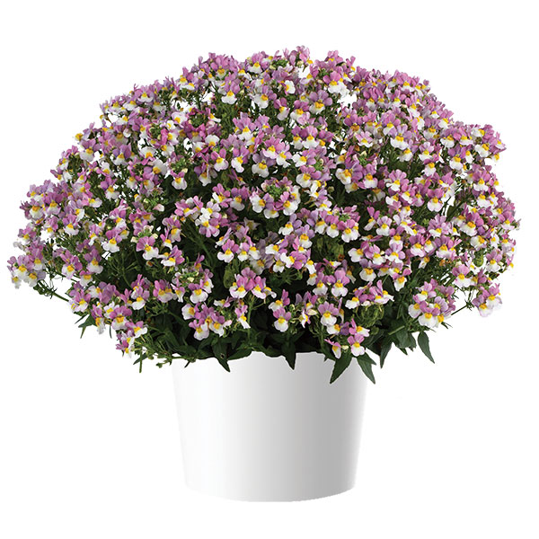 ネメシア：メノール　デュアルバイオレット3-3.5号ポット 6株セット