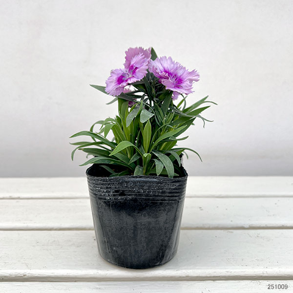 ダイアンサス:ダイアナ ラベンダーピコティー3.5号ポット