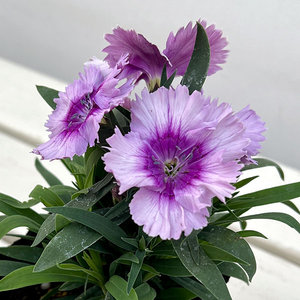 ダイアンサス:ダイアナ ラベンダーピコティー3.5号ポット