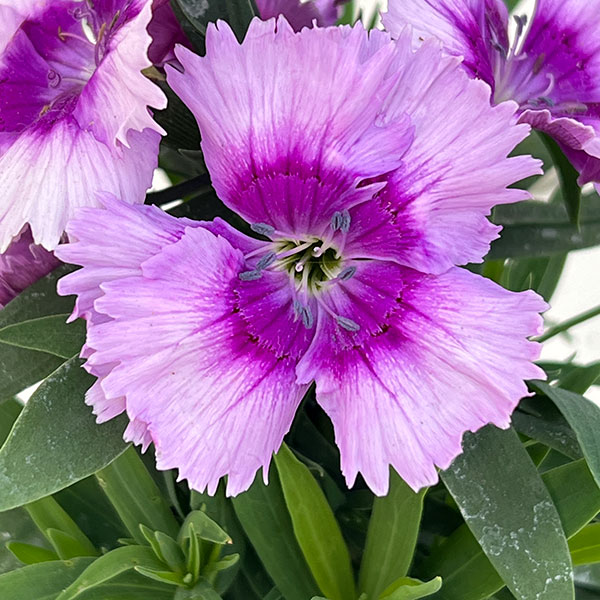 ダイアンサス:ダイアナ ラベンダーピコティー3.5号ポット