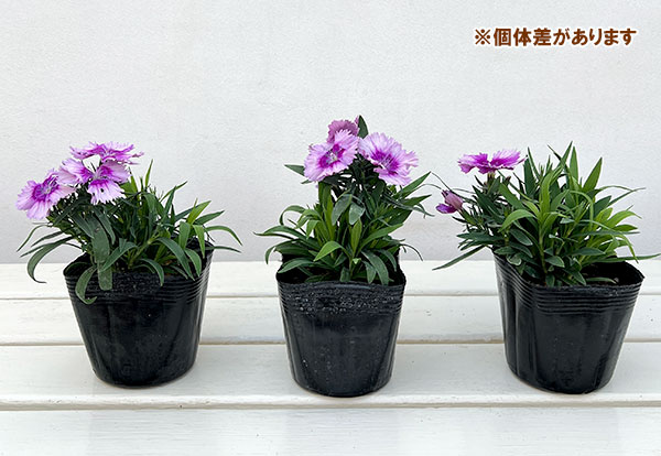 ダイアンサス:ダイアナ ラベンダーピコティー3.5号ポット