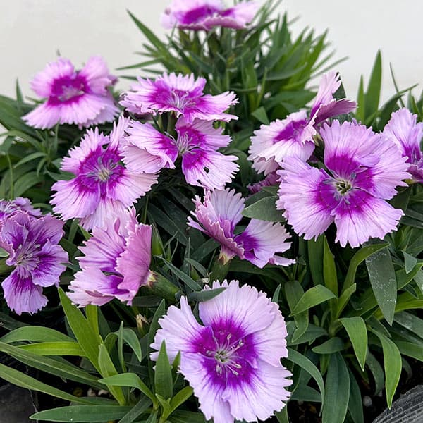 ダイアンサス:ダイアナ ラベンダーピコティー3.5号ポット