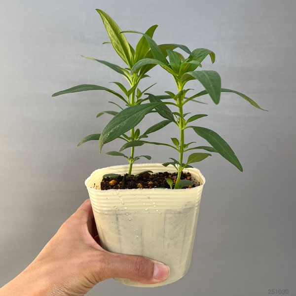 園芸ネット本店｜キンギョソウ（金魚草）：ソネット イエロー3.5号