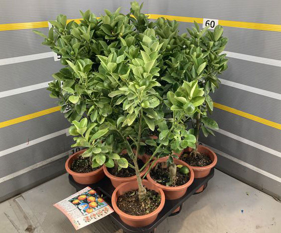 キンカン（金柑）：大実キンカン5号鉢植え[実付き]