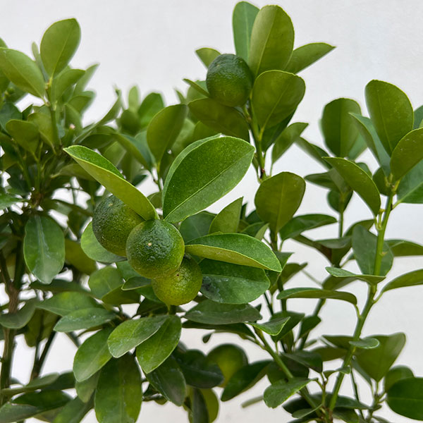キンカン（金柑）：大実キンカン5号鉢植え[実付き]