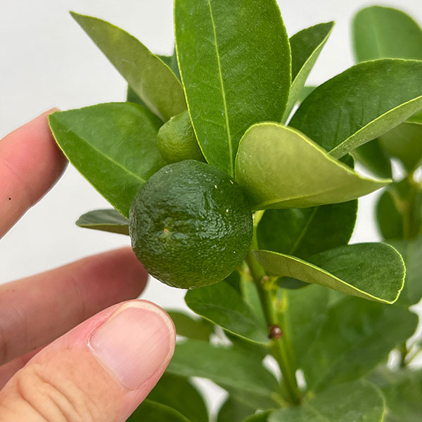 キンカン（金柑）：大実キンカン5号鉢植え[実付き]