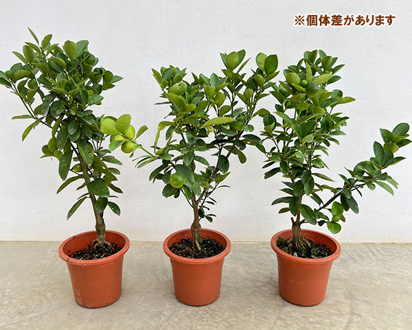 キンカン（金柑）：大実キンカン5号鉢植え[実付き]