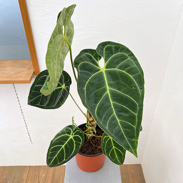 アンスリウム:レガレ 6号鉢植え