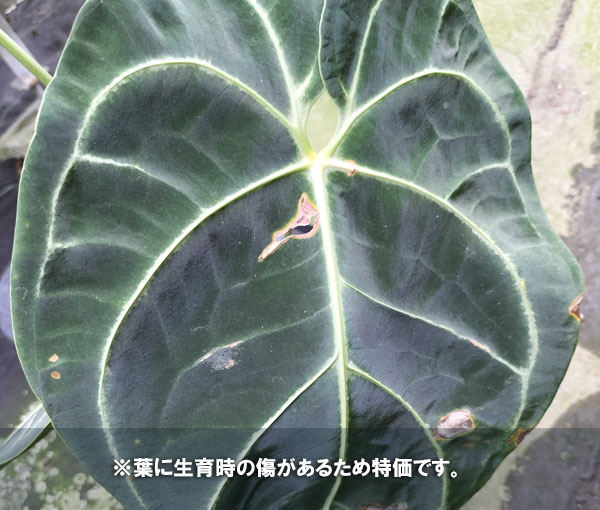 アンスリウム：レガレ　6号鉢植え