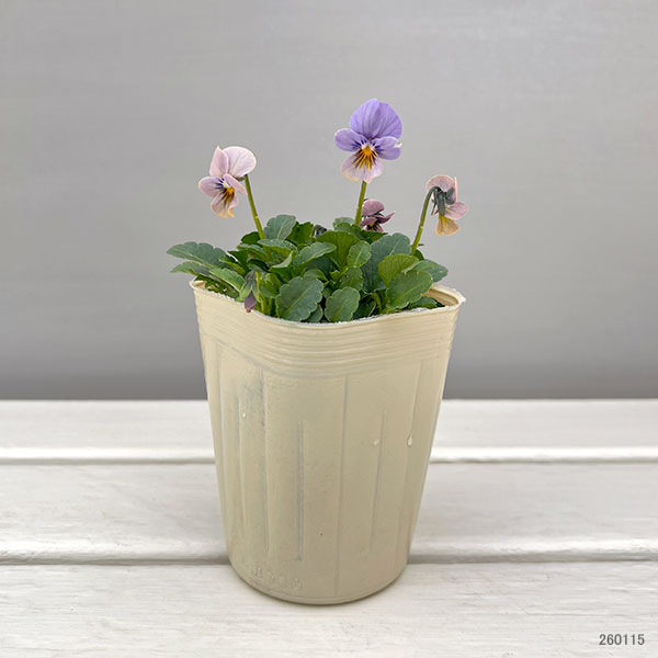 ビオラ：エムズビオラ　エフィ3号ロングポット 6株セット