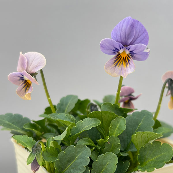 ビオラ：エムズビオラ　エフィ3号ロングポット 6株セット