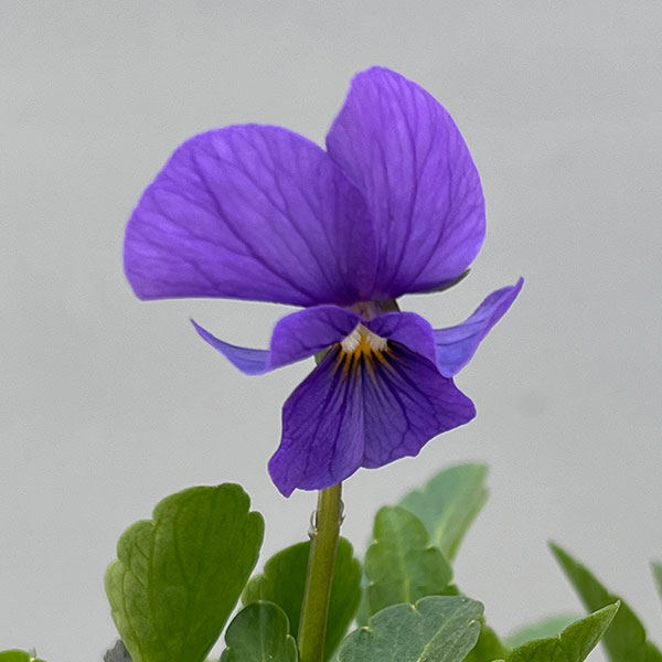 ビオラ：エムズビオラ　エフィ3号ロングポット 6株セット