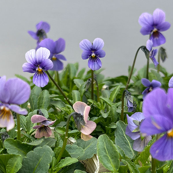 ビオラ：エムズビオラ　エフィ3号ロングポット 6株セット