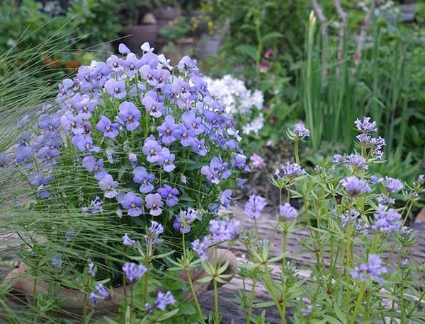 ビオラ：エムズビオラ　エフィ3号ロングポット 6株セット