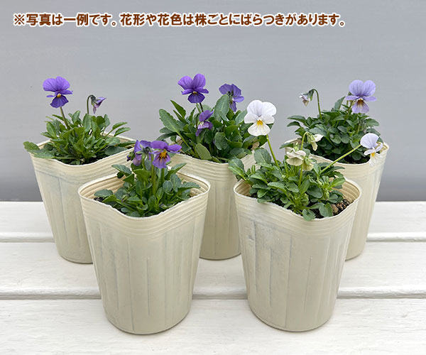 ビオラ：エムズビオラ　アズール3号ロングポット 6株セット