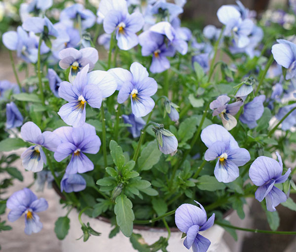 ビオラ：エムズビオラ　アズール3号ロングポット 6株セット