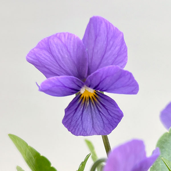 ビオラ：エムズビオラ　アズール3号ロングポット 6株セット