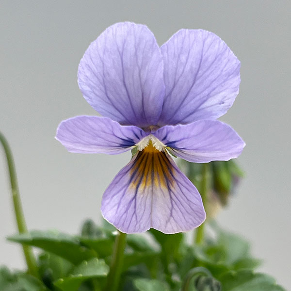 ビオラ：エムズビオラ　アズール3号ロングポット 6株セット