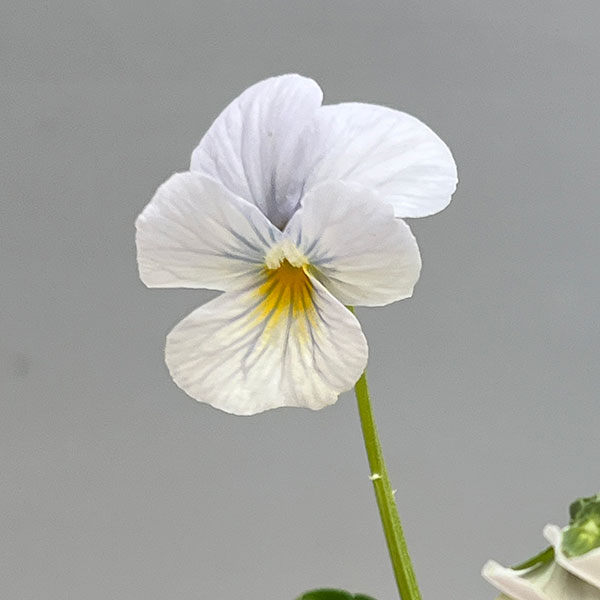 ビオラ：エムズビオラ　アズール3号ロングポット 6株セット