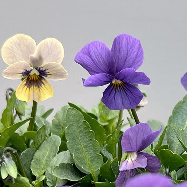 ビオラ：エムズビオラ　アズール3号ロングポット 6株セット