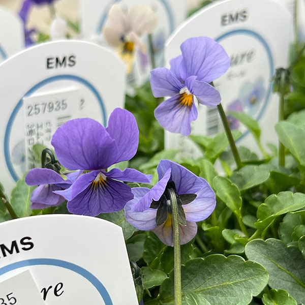 ビオラ：エムズビオラ　アズール3号ロングポット 6株セット