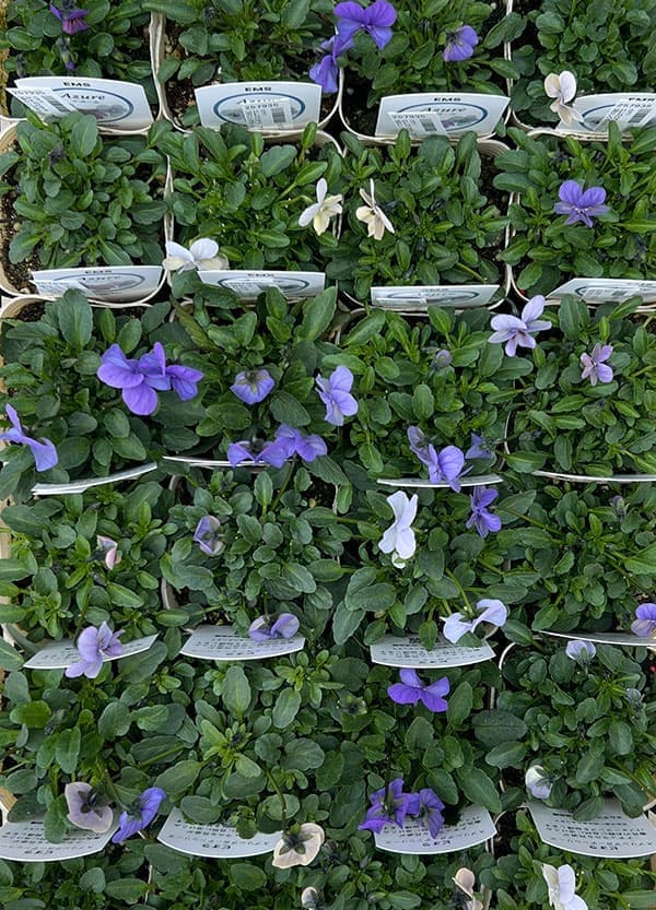 ビオラ：エムズビオラ　アズール3号ロングポット 6株セット