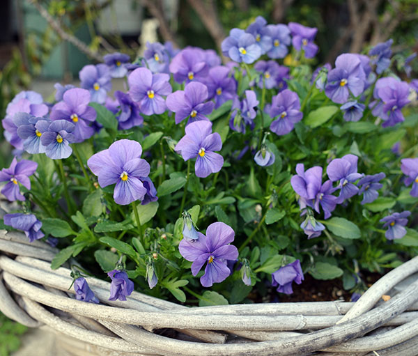 ビオラ：エムズビオラ　アズール3号ロングポット 6株セット