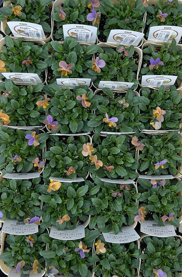 ビオラ：エムズビオラ　ガレ3号ロングポット 6株セット