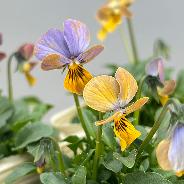 ビオラ：エムズビオラ　ガレ3号ロングポット 6株セット