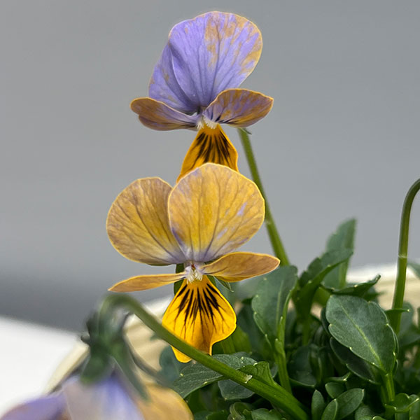 ビオラ：エムズビオラ　ガレ3号ロングポット 6株セット