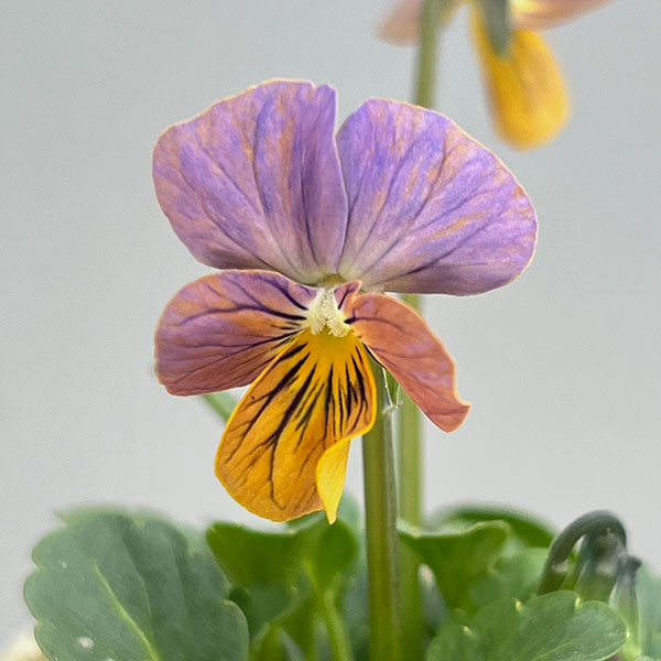 ビオラ：エムズビオラ　ガレ3号ロングポット 6株セット