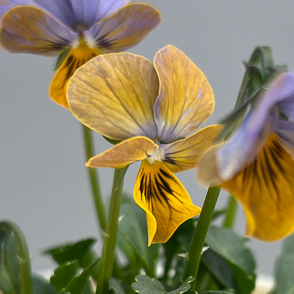 ビオラ：エムズビオラ　ガレ3号ロングポット 6株セット