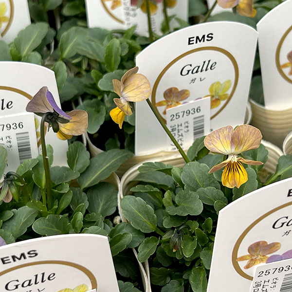 ビオラ：エムズビオラ　ガレ3号ロングポット 6株セット