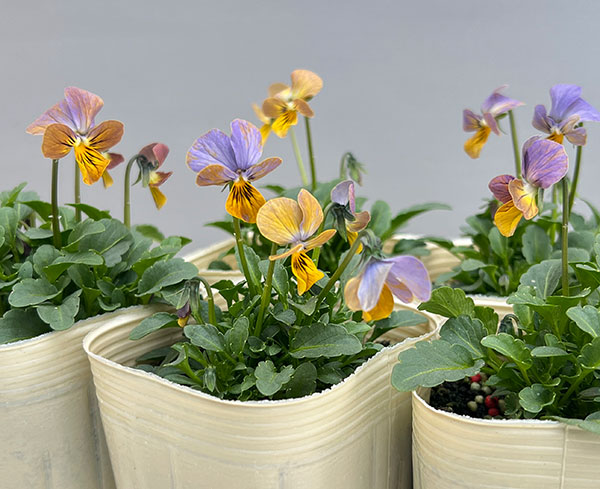 ビオラ：エムズビオラ　ガレ3号ロングポット 6株セット