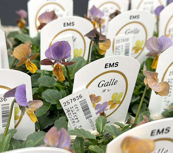 ビオラ：エムズビオラ　ガレ3号ロングポット 6株セット