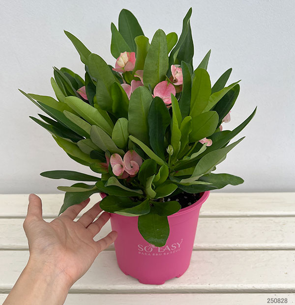 ハナキリン:ティアラ シャルロッテ5.5号鉢植え