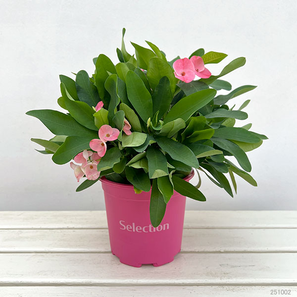 ハナキリン:ティアラ シャルロッテ5.5号鉢植え