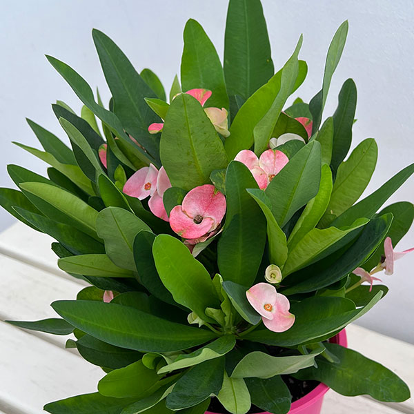 ハナキリン:ティアラ シャルロッテ5.5号鉢植え