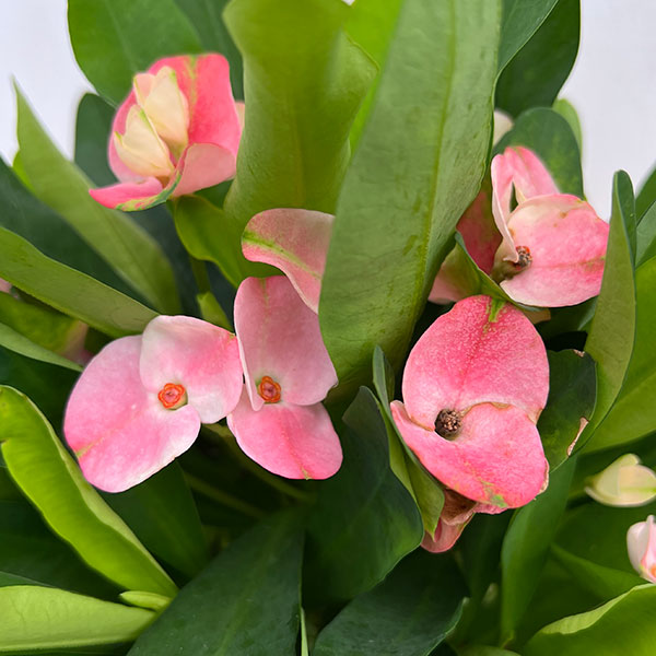 ハナキリン:ティアラ シャルロッテ5.5号鉢植え