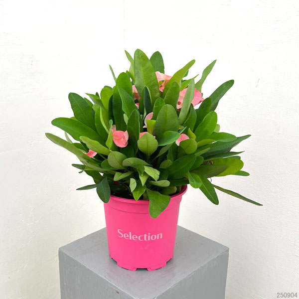 ハナキリン:ティアラ シャルロッテ5.5号鉢植え